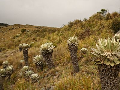 Paramo