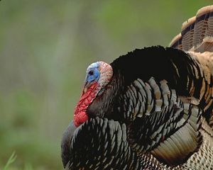 Close up of a wild turkey.