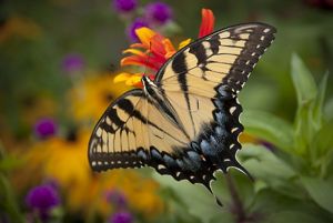 A yellow butterfly perched on an orange flower with a vibrant, out-of-focus garden in the background.