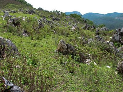in deforested areas, pictured here, that will restore habitat and sequester millions of tons of carbon.