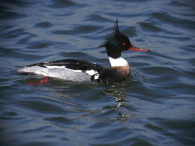 A white and black duck with a whispy black crest on its head, paddling on the surface of the water.