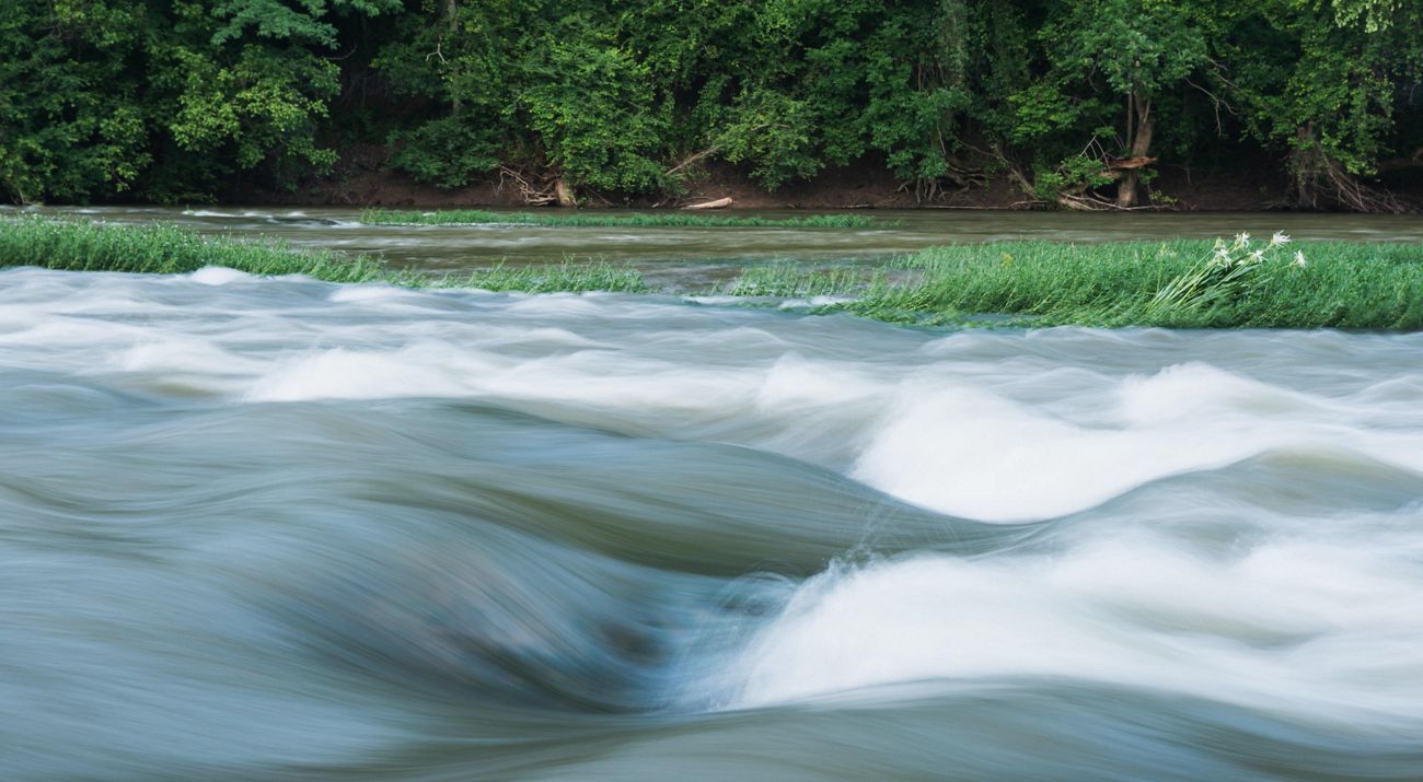 River waters flow rapidly past a forest.