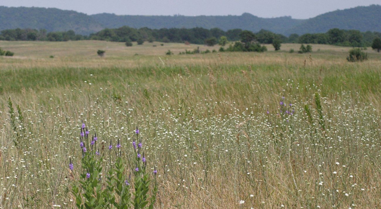Vervain in bloom in a blufftop prairie