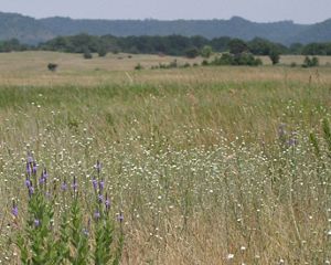 Vervain in bloom in a blufftop prairie.