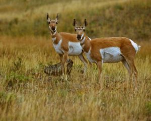 sideview of two small antelope in yellow-green grass