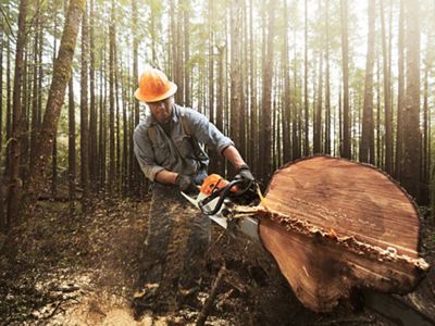 A western hemlock is being cut with a chainsaw.