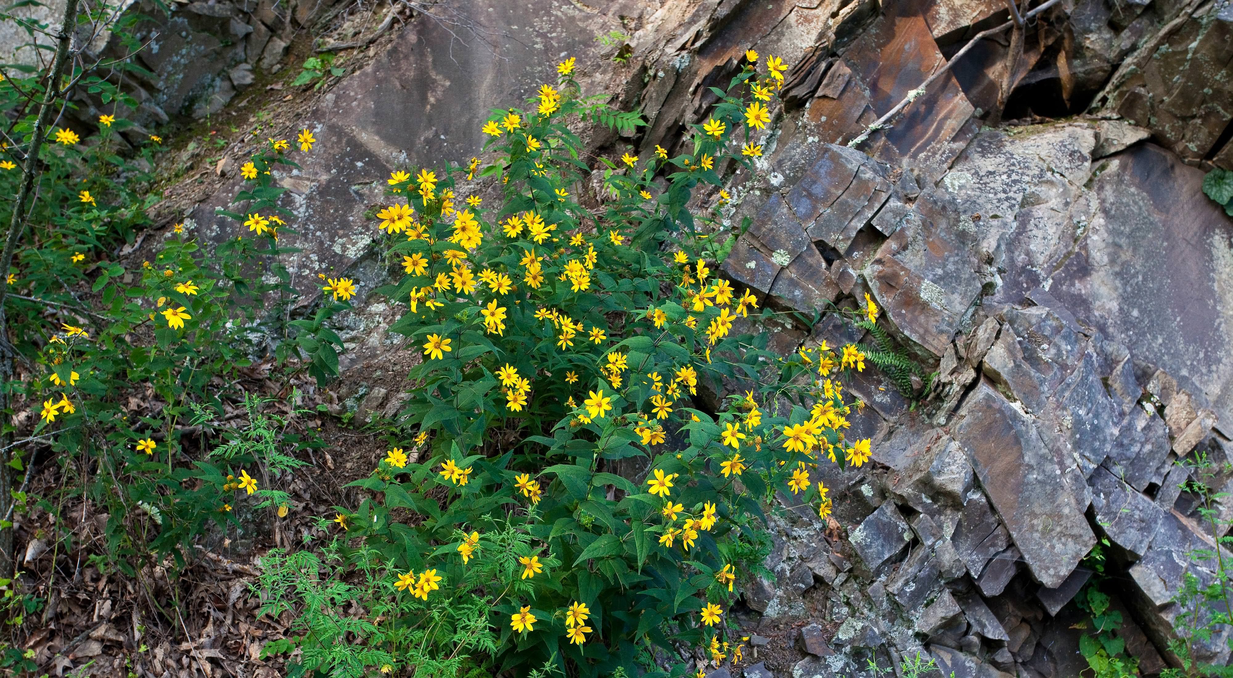 Small multi-petal yellow flowers grow out of clefts in a rock face.