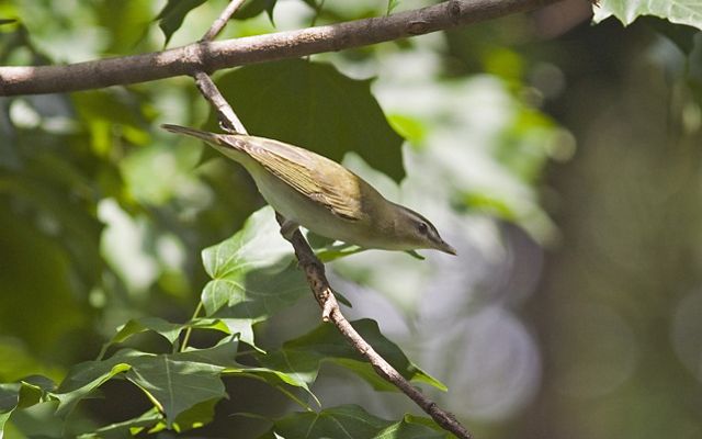 A red-eyed vireo perched in a tree.