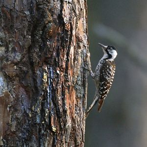 An adult red-cockaded woodpecker perches on the side of a pine tree. Its brown wing is flecked with white feathers.