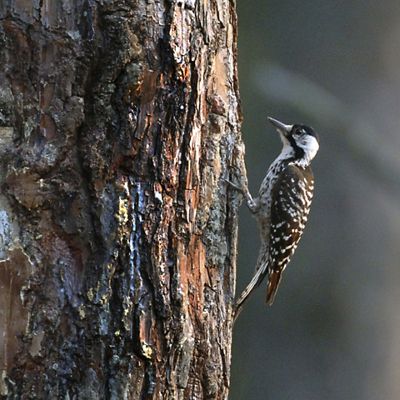 Red cockaded woodpecker on a pine tree.