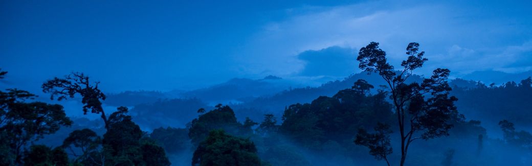 A forest is silhouetted against a darkening blue night sky.
