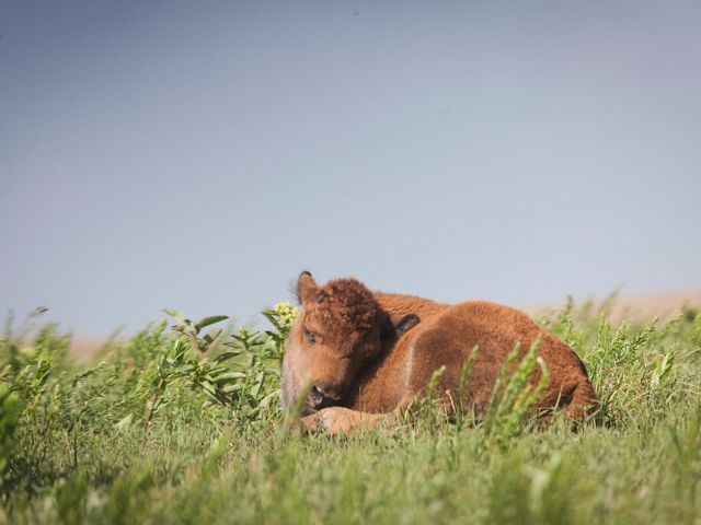 Bison calf laying in the grass.
