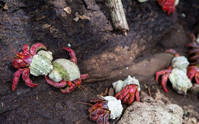 Coconut crabs crawl on rocks on Palmyra Atoll