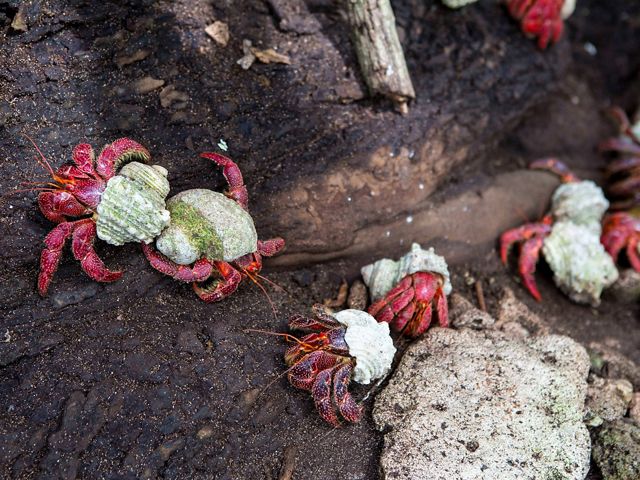 Coconut crabs crawl on rocks on Palmyra Atoll