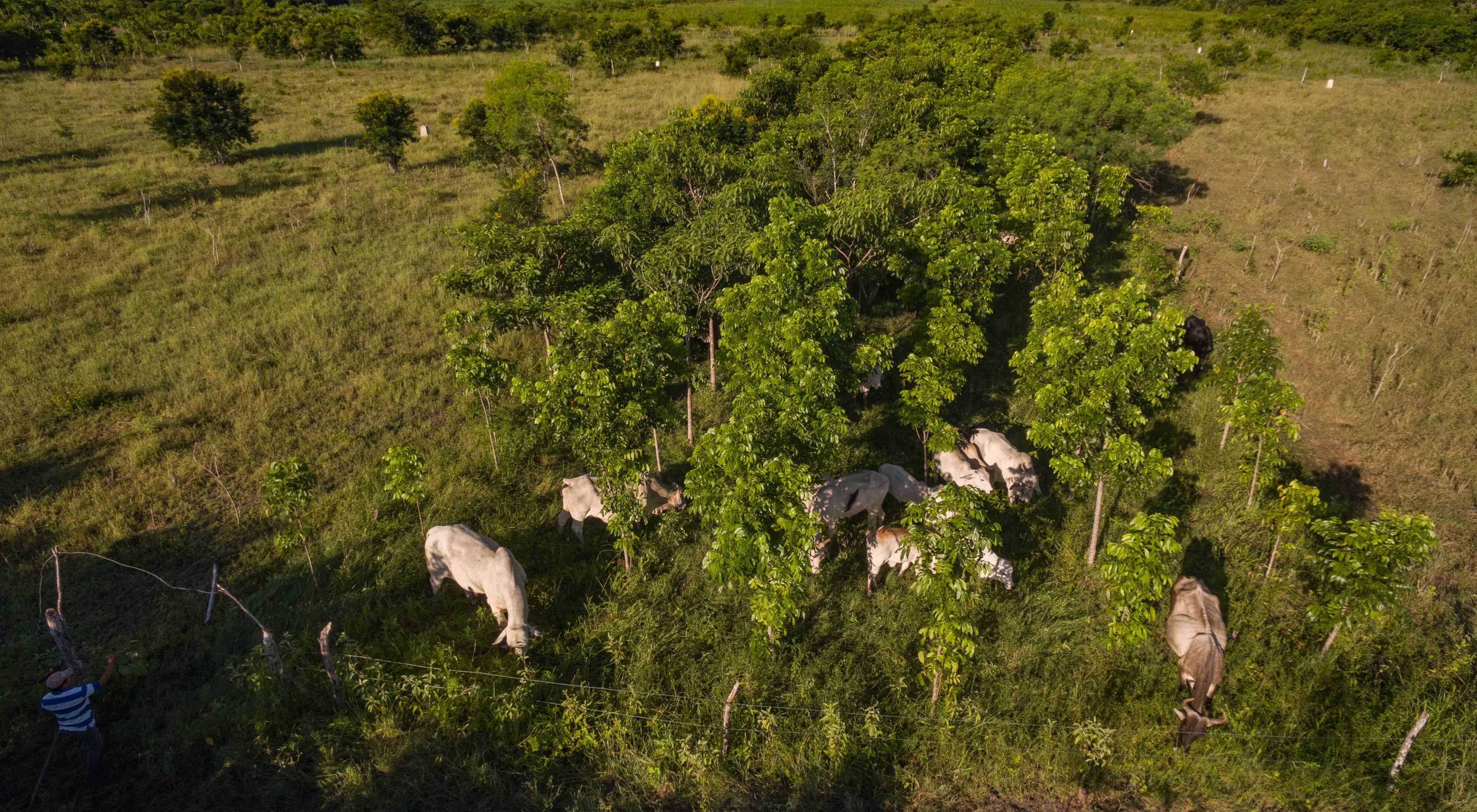 Aerial views of Jose Palomo's Los Potrillos ranch in Becanchen. Palomo has adopted “silvopastoral” ranch practices. 