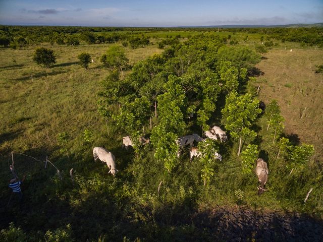 Aerial view of cattle grazing on grass among small trees on Los Potrillos Ranch in Mexico.