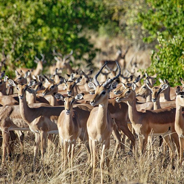 A group of brown and white springbok antelope gather in
