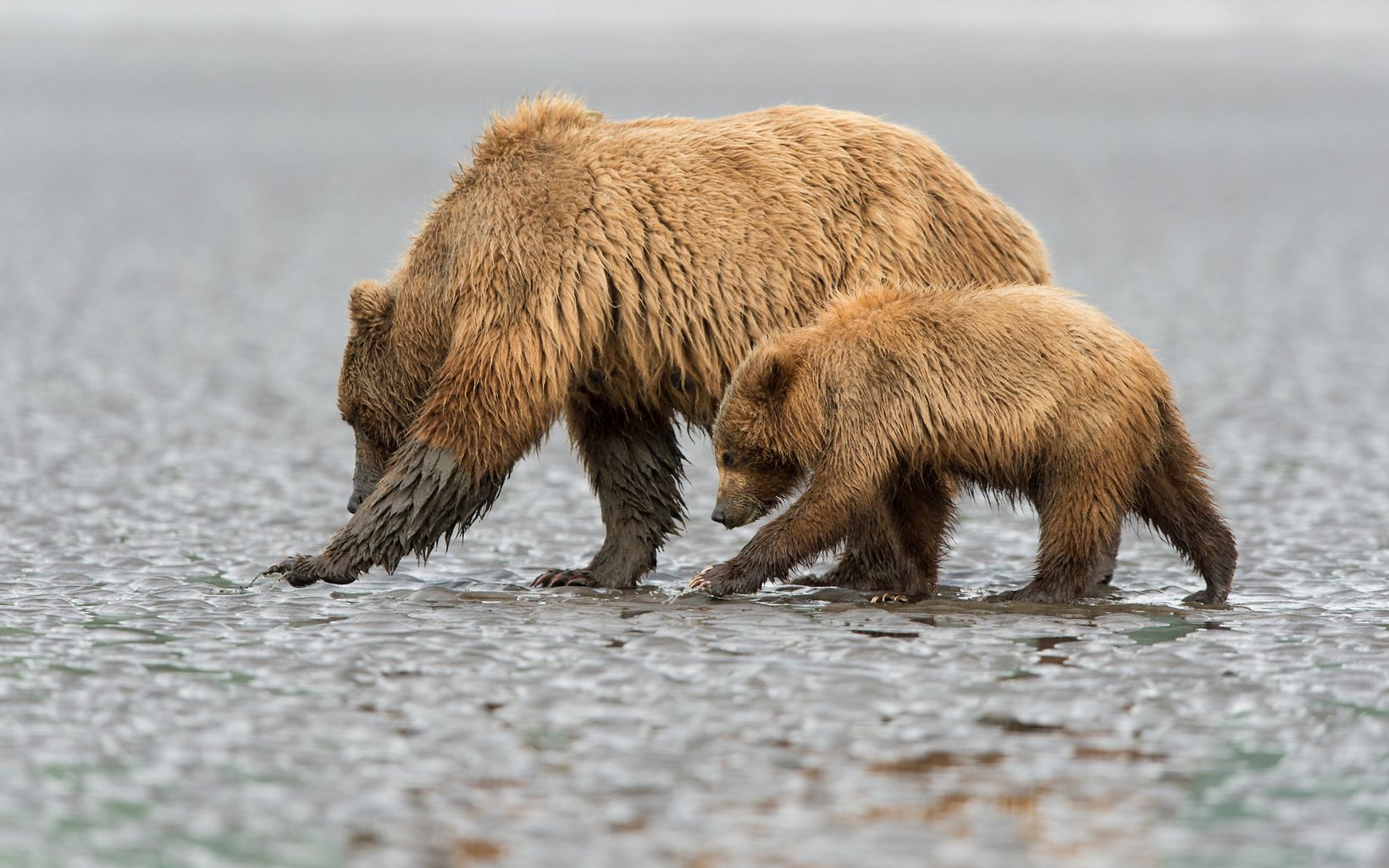 Mother brown bear and her cub are clamming at the Cook Inlet in Lake Clark National Park, Alaska. © David P. Glatz