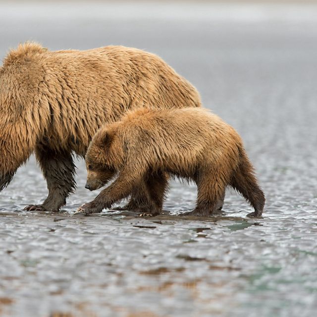 Two bears walk side by side along a wet, rocky path. 