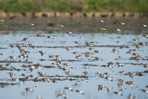 A flock of white and brown shorebirds flying low over a flooded field.