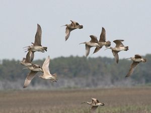 White and gray shorebirds with long thin beaks flying in a closely spaced group.