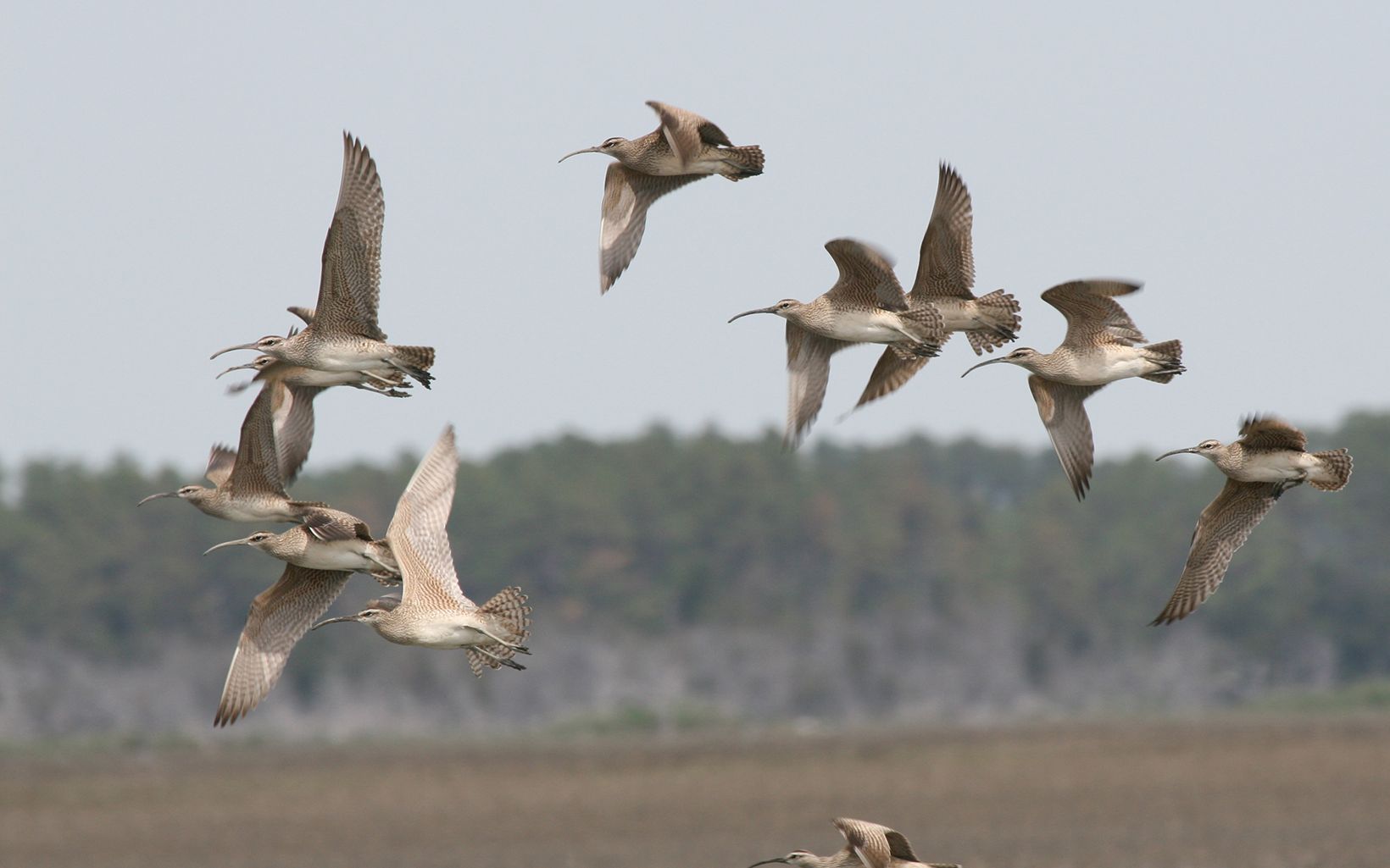 White and gray shorebirds with long thin beaks flying in a closely spaced group.