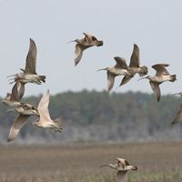 The Nature Conservancy's Virginia Coast Reserve is a globally important stopover site for these and other migratory birds.