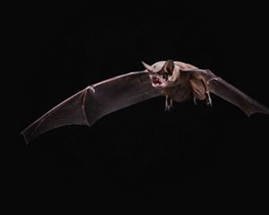 studio portrait of a bat in flight on black background.