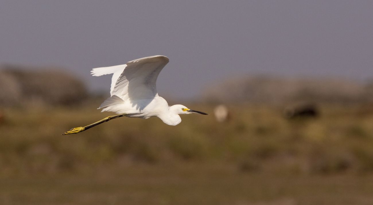 A large bird with long, stilted legs looks down in search of food as it wades through a wetland with dry vegetation.