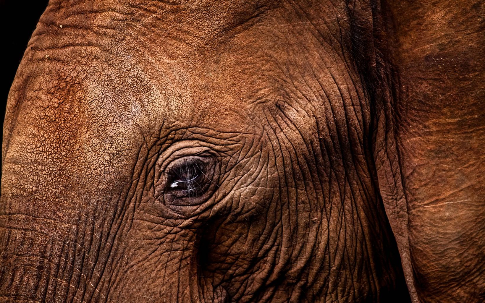 The Elephant Eye Elephants have very small eyes, but who needs good eyesight when you have the largest brain in the animal kingdom? © Jennifer Leigh