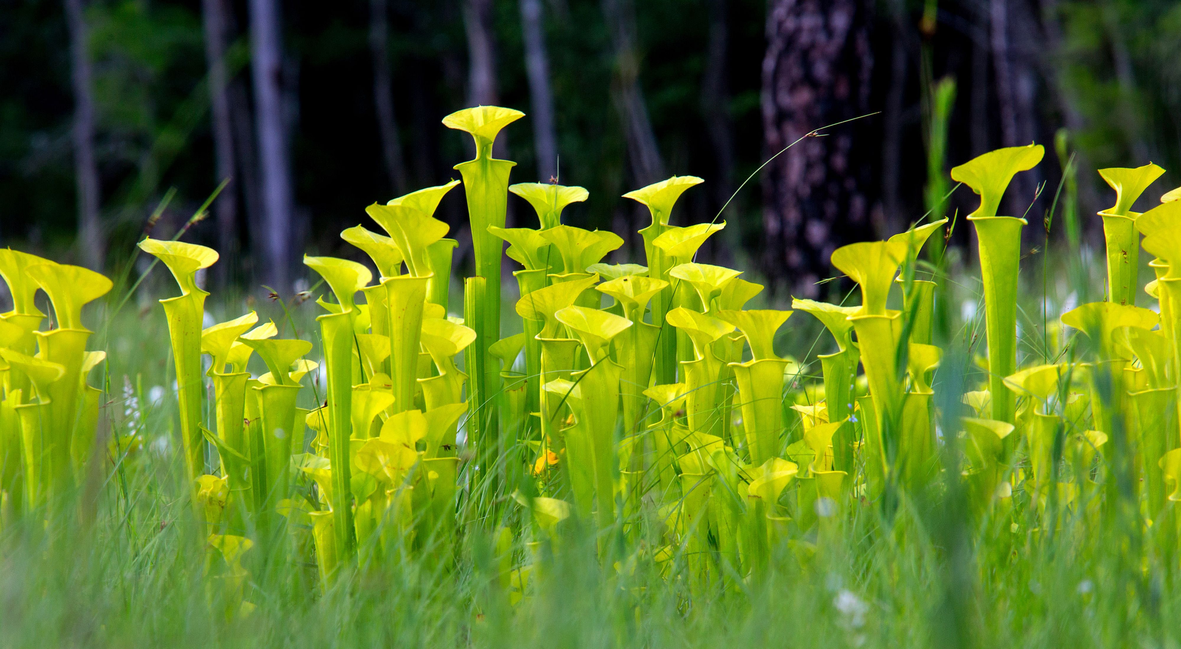 Densely packed tall green and yellow pitchers of the yellow pitcher plant.