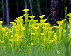 A field of yellow pitcher plants.