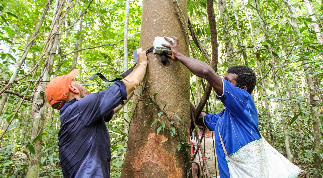 Two men install an acoustic recorder device on a tree trunk in the forest.