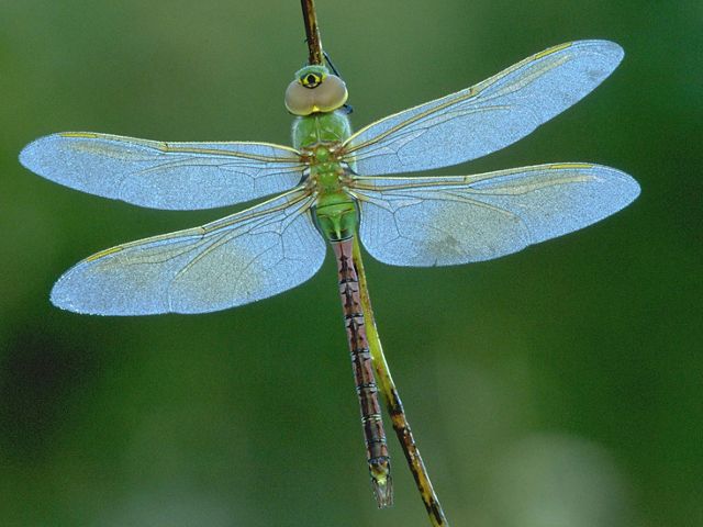 Green dragonfly with light blue wings.