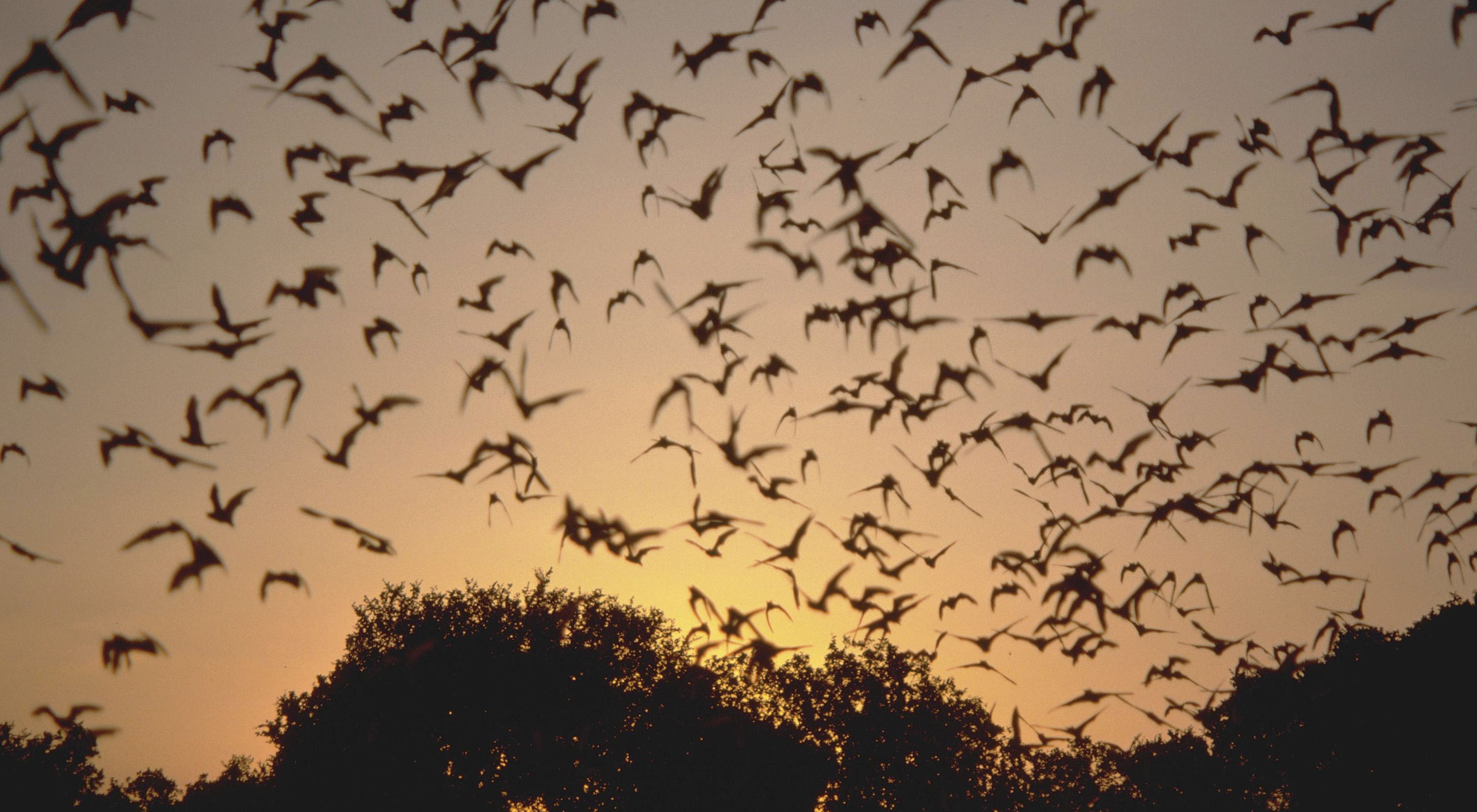Bats fill the sky at dusk as they leave their daytime roost to hunt for insects.