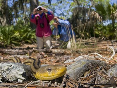 Yellow Rat Snake (Pantherophis obsoleta quadravittata), taken on The Legacy Club's trip to Little St. Simon's Island, Georgia, 2013.