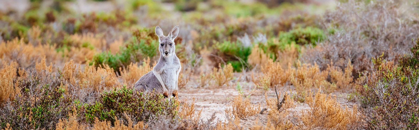 A western grey kangaroo stands among vegetation near the CCB Wetland System.