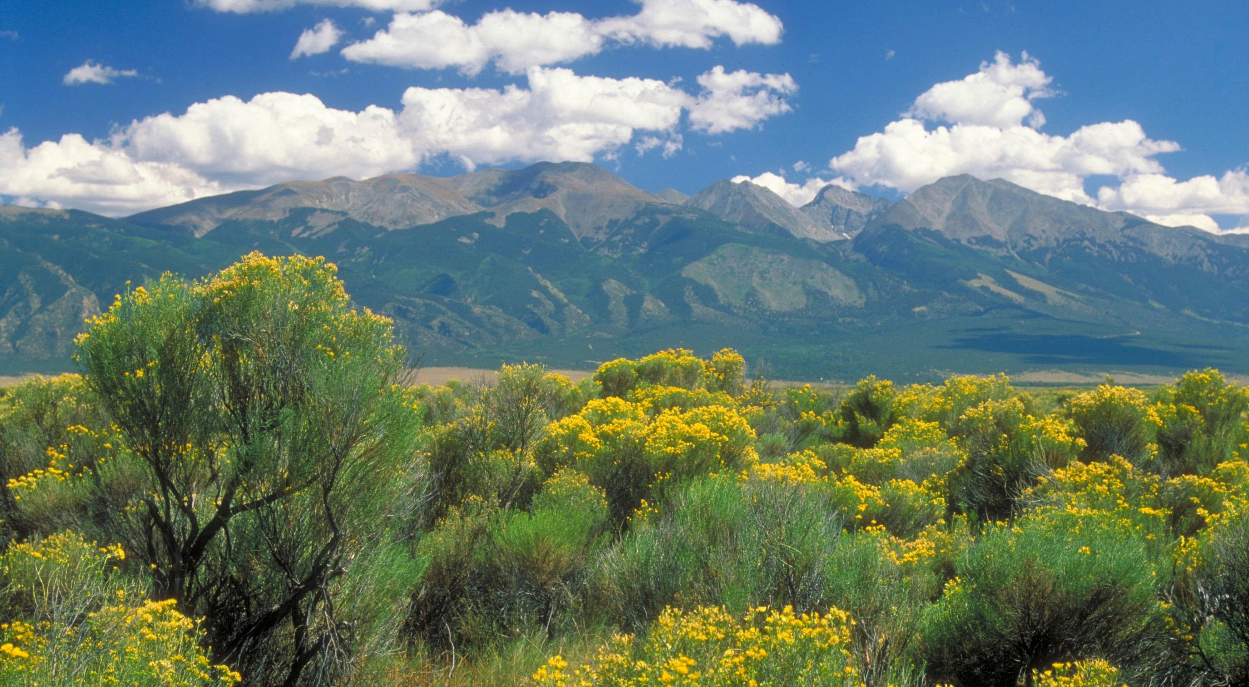 A dense thicket of shrubs with yellow flowers in the foreground with mountains in the background.