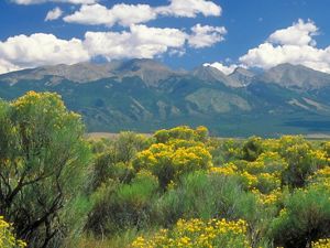 Dramatic, spring view of Medano Zapata ranch with flowering shrublands at the base of the Sangre de Cristo mountains, Colorado.