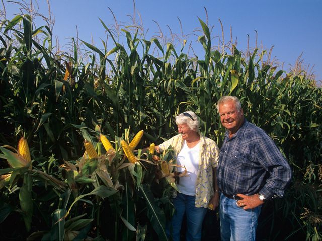 Jim & Sally Shanks in corn fields on Staten Island, CA.
