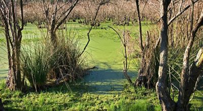 Green algae grows on top of a small body of water. 
