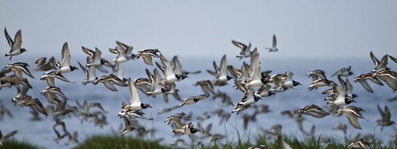 Several black and white shorebirds flying in the sky.