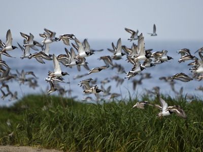 Shorebirds