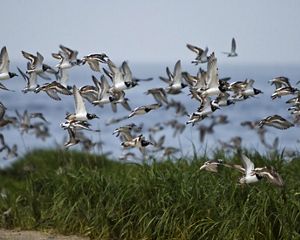 Gandy's Beach Preserve on the Delaware Bay.