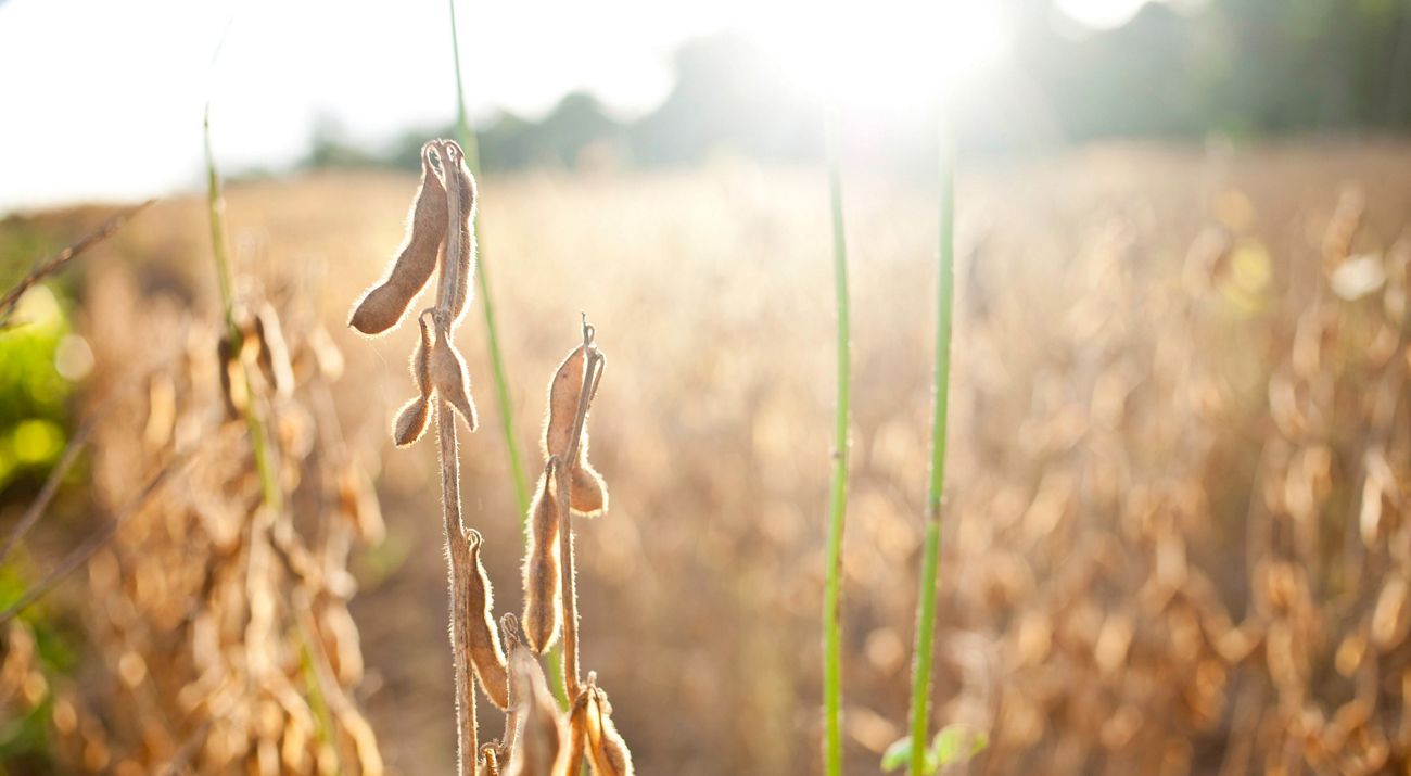 Soy plant in sunlight