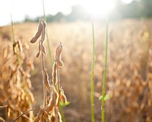 Soy production in Lucas do Rio Verde-Mato Grosso, a municipality in the Brazilian Cerrado.  Brazil.