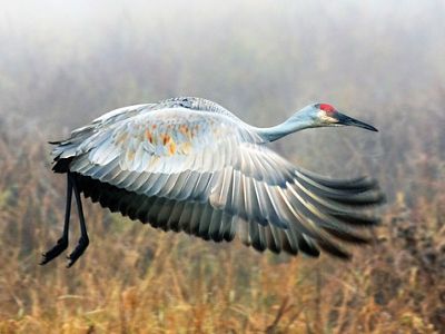A Sandhill Crane takes off in the fog on an autumn morning in Wyoming, USA.