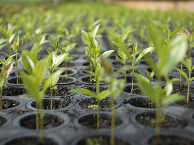 Seedlings grow at a large, state-owned, tree nursery near the city of Guarapuava, Parana state, Brazil.
