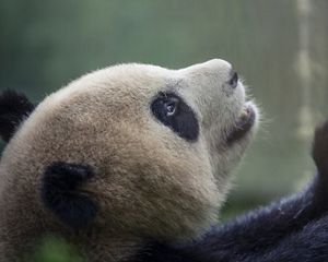 A panda scratches a tree