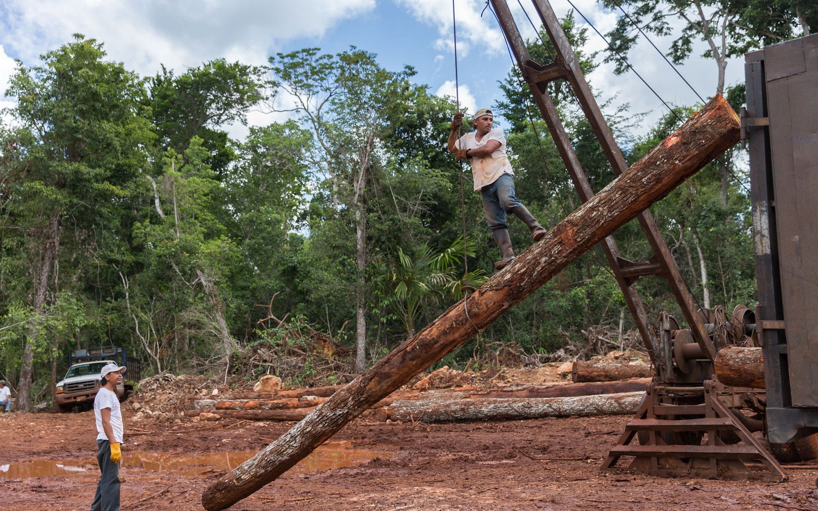 Los bosques designados para el aprovechamiento selectivo  forman una quinta parte de todos los bosques tropicales, y la demanda de madera está aumentando. Se requiere un mejor manejo forestal. © Erich Schlegel